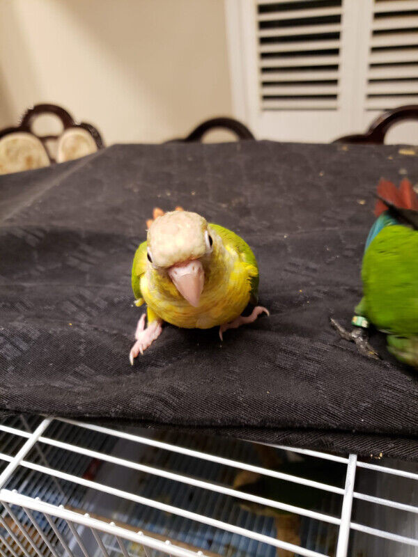 BABY DILUTE PINEAPPLE GREEN CHEEK CONURE AT CENTRAL PET STORE in Birds for Rehoming in City of Toronto - Image 2