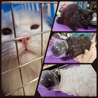 Dog and Cat Grooming 