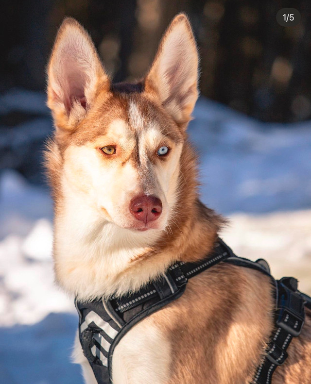 Chien husky mixte dans Chiens et chiots à adopter  à Ville de Québec - Image 2