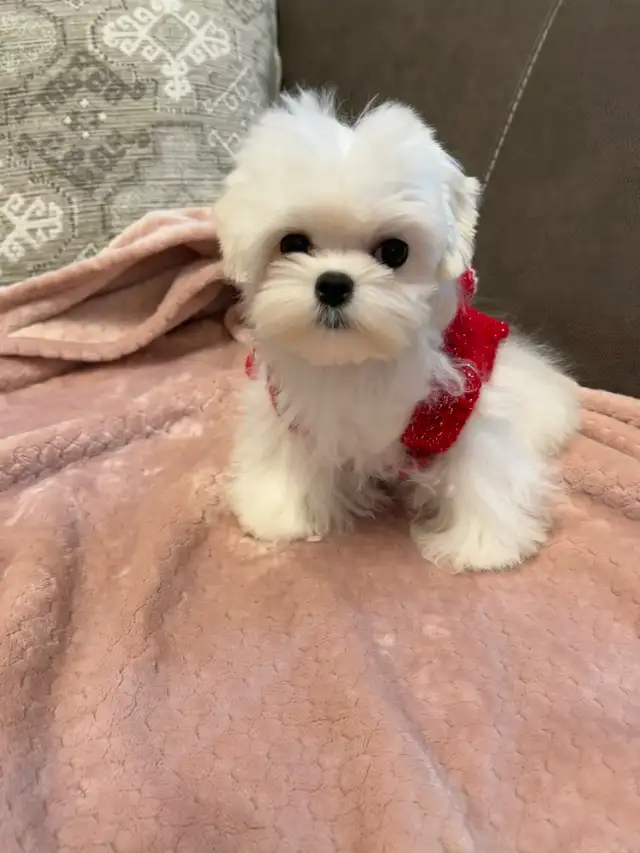 Korean Bloodline Maltese toy size pure white puppies in Dogs & Puppies for Rehoming in Markham / York Region - Image 9