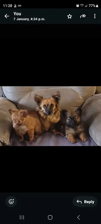 Dog's for sale. Half Chihuahua and half Pomeranian. The mother is 4 years old. And the puppies are 4...