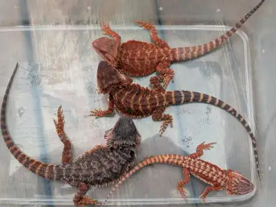 100 Percent Red Monster Bearded Dragon, View more