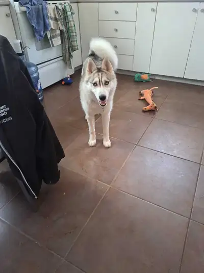 husky femelle de 5 ans , View more