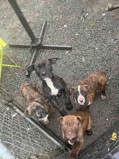 rehoming puppies, View more