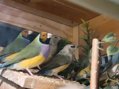 À vendre : 4 magnifiques jeunes pinsons diamant de Gould en pleine santé, élevés avec soin dans un e...
