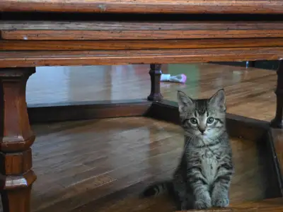 Beautiful Kittens Ready for Adoption!, View more