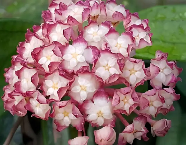 Hoya jennifer in Plants, Fertilizer & Soil in Whitehorse - Image 2