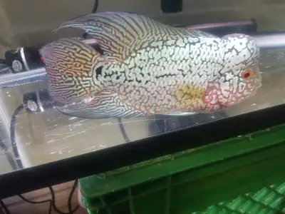 Male Flowerhorn Cichlid, View more