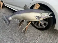 35lb Taxidery Salmon mounted on driftwood 