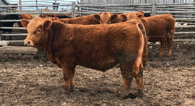 Red Simmental Bulls in Livestock in Peterborough