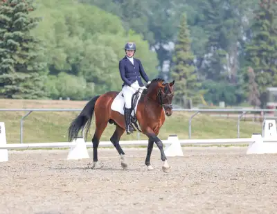 Standing for 2026 to a limited number of mares for live cover service, LaBamba SE (affectionately kn...