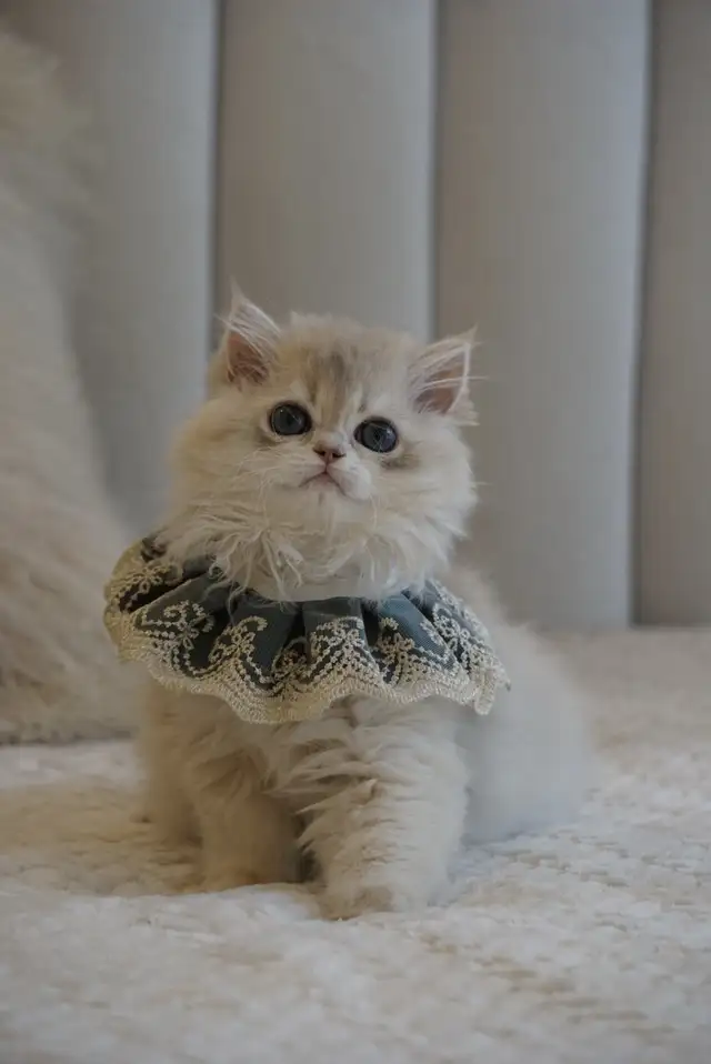 Purebred British Shorthair And Longhair Kittens in Cats & Kittens for Rehoming in City of Montréal - Image 6
