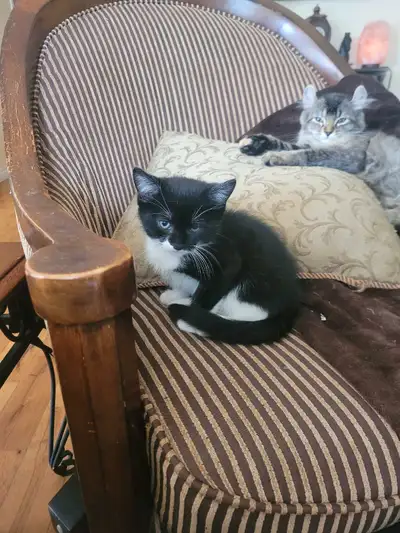 2 chatons a vendre un mâle et une femelle en santé 25$ ch