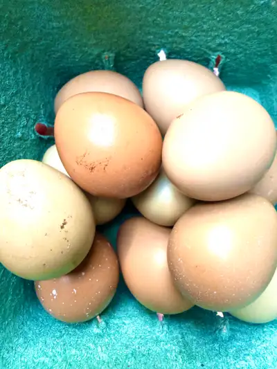 ringneck pheasant hatching eggs, View more