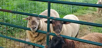 Sheep- 9 ewe lambs for sale, View more