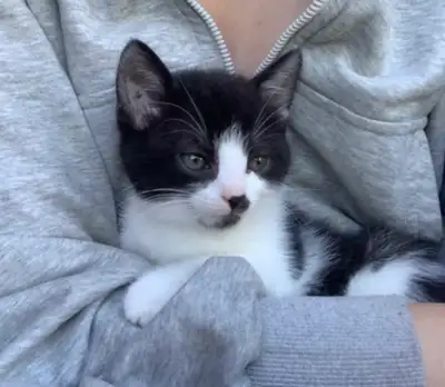 Vaccinated Kitten, View more