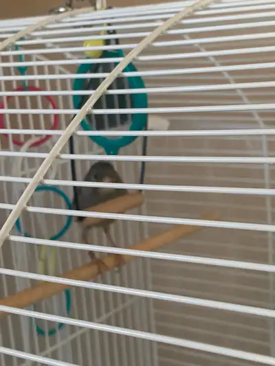 Canari mâle, View more