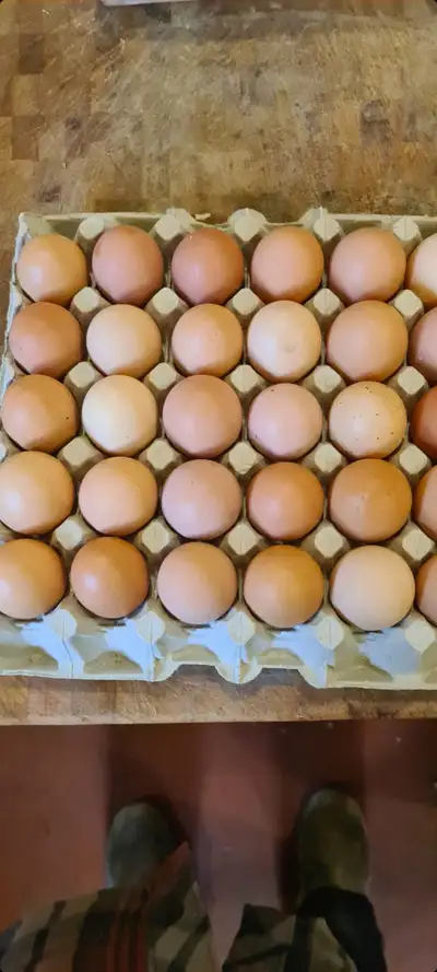 chicken eggs, View more
