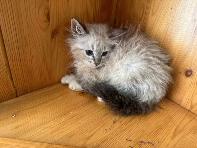 *Urgent* Neva Masquerade Siberians in Cats & Kittens for Rehoming in Abbotsford - Image 4