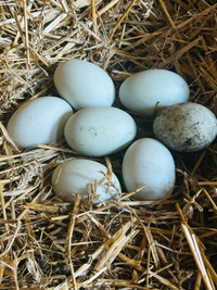 Fertile Duck eggs 