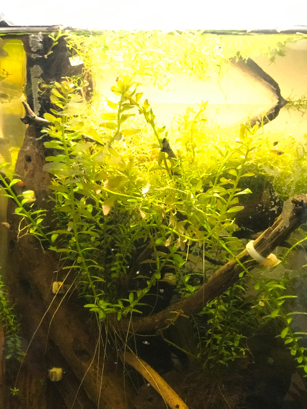 Aquatic plants in Fish for Rehoming in Ottawa - Image 2