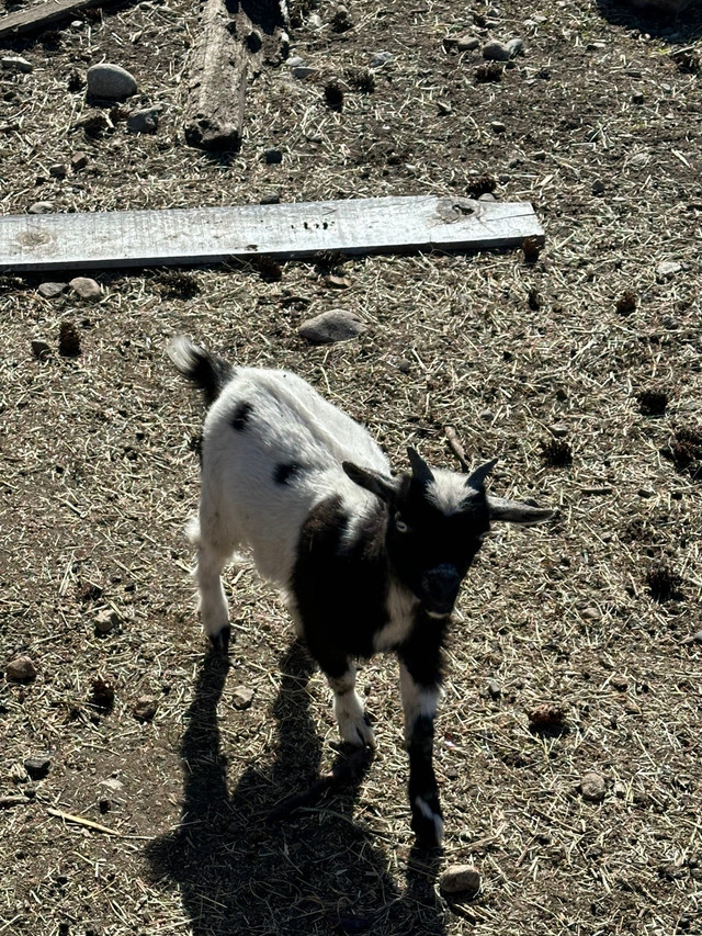 Pigmy goats  in Livestock in Vernon - Image 3