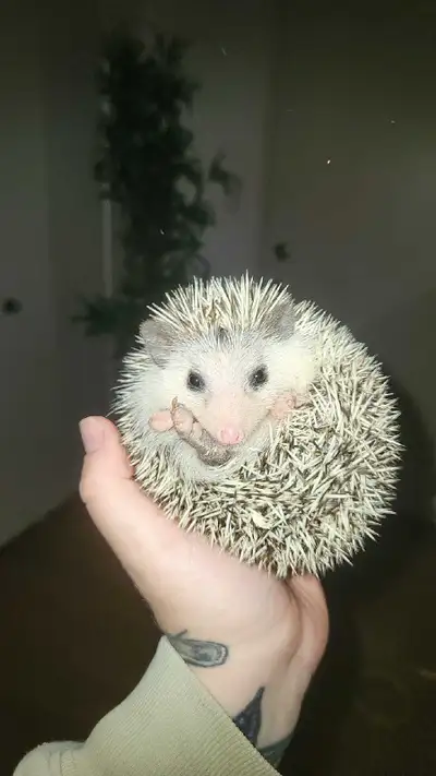 bébé femelle hérisson/ baby female hedgehog , View more