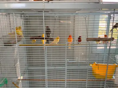 Canaries a vendre, View more
