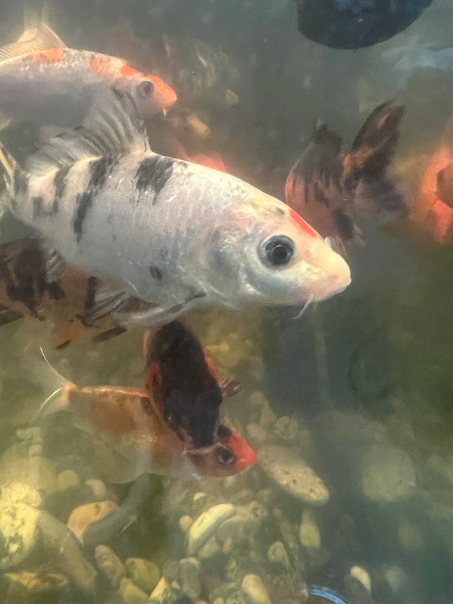Médium siz koi fish multicolore  et $7 petite à $7 lot de 5 in Animal & Pet Services in La Ronge - Image 4
