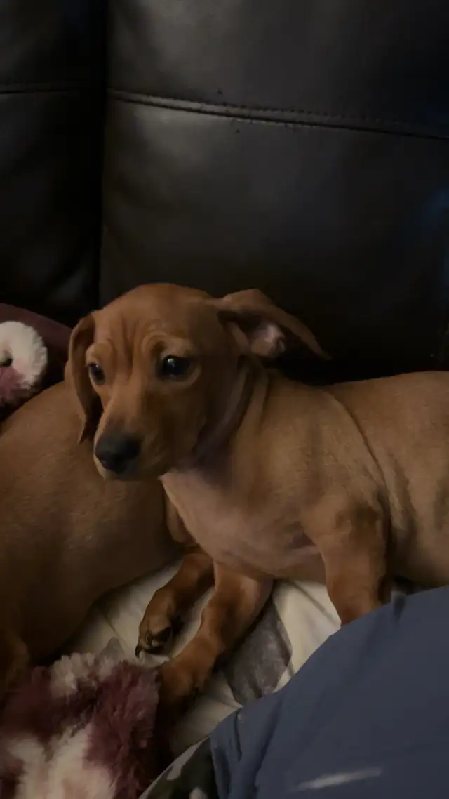chi-weenie puppies!! Only 2 left! in Dogs & Puppies for Rehoming in Strathcona County - Image 2