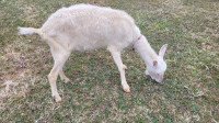 Saanen Pure Breed Goat