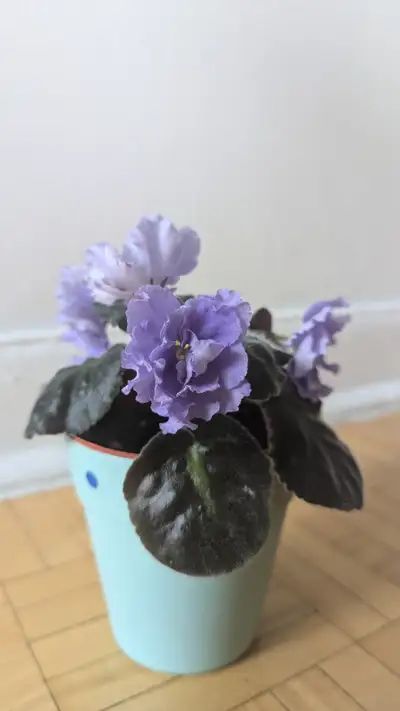 Rare African Violets bloom blue double flower "EK- Morskoi Volk" starter plants * I have white doubl...