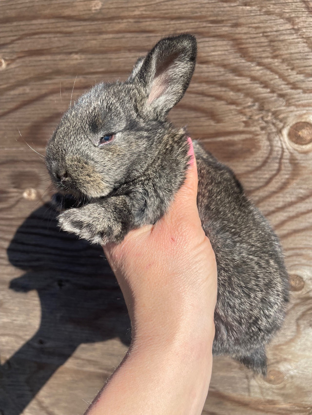 Rabbits  in Other Pets for Rehoming in Abbotsford - Image 2
