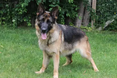 Zola’s   (WHAT a Beauty ), View more