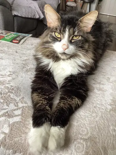 Maine coon cat, View more