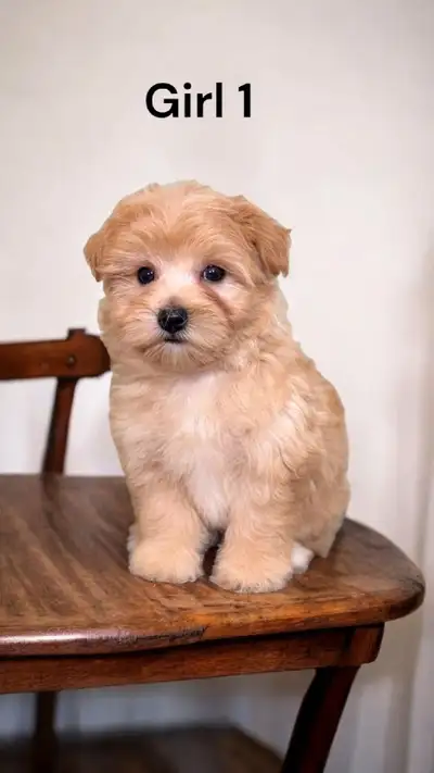 Fully ready to move 2 gorgeous maltipoo girls. Mom is 100% maltese. Daddy is 100% toy poodle . Both...