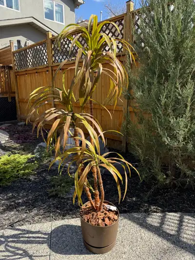 Artificial Tropical Plant, View more