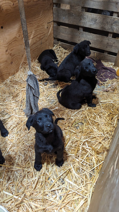 Christmas Puppies looking for a good home