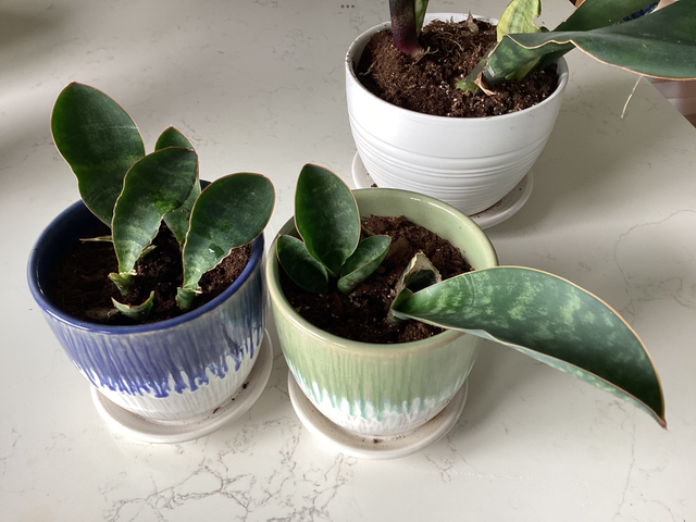 House Plants595974660010158086