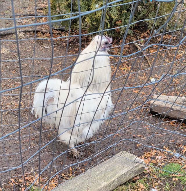 Silkie Rooster Free To A Good Home  in Livestock in Bridgewater - Image 2