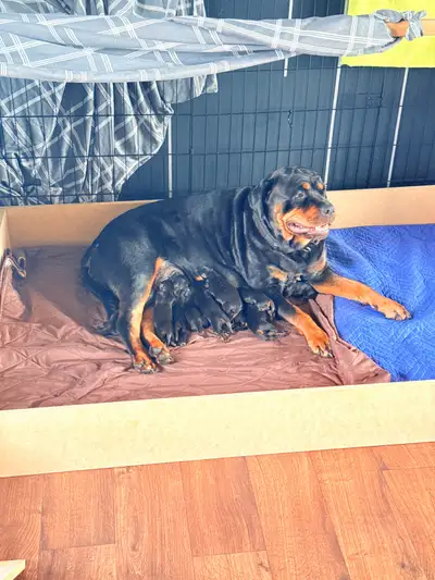 Rottweiler Puppies, View more