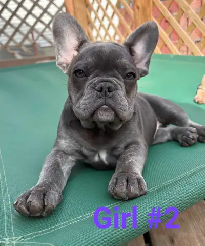 Purebred French Bulldogs, View more