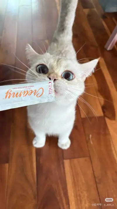 Super cute and friendly big blue eye British short hair boy , View more