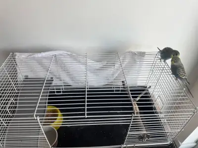 2 budgies, boys, 2 months old. Selling with cage., View more