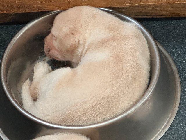 CKC REG LAB PUPPIES in Dogs & Puppies for Rehoming in Bedford