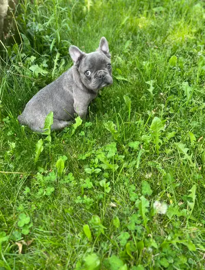 French bulldog puppy, View more
