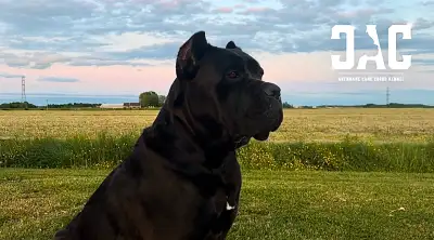 CANE CORSO PURE RACE. ÉLEVEUR RESPONSABLE ET ÉTHIQUE., View more
