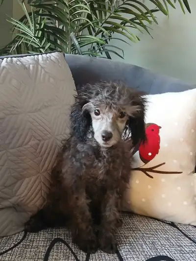 Reduced....Toy Poodle puppies ....2 left, View more