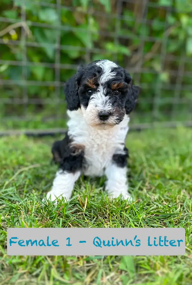 Aussie-Sheepadoodle puppies in Dogs & Puppies for Rehoming in Calgary - Image 9