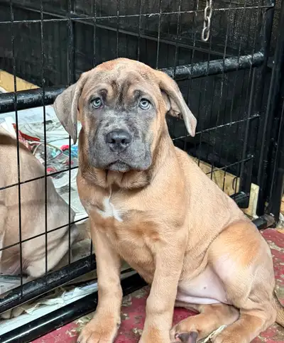 Cane corso pups, View more
